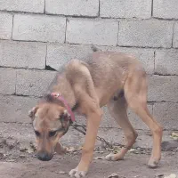 سگ سرابی|سگ|اردبیل, |دیوار