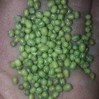 ۲۰ گونی ماش درج یک یک|خوردنی و آشامیدنی|چگنی, |دیوار