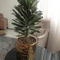 گل کامپکت ب همراه گلدان