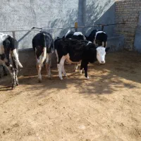 گوساله سیمینتال|حیوانات مزرعه|اشتهارد, |دیوار