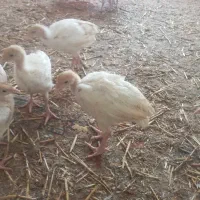 چوچه۵۰روزه بوقلمون بیوتی