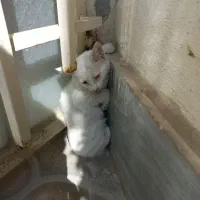 بچه گربه ۳ ماهه گوگولی