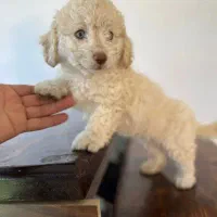 توله سگ پودل