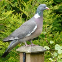 فروش کبوتر خانگی