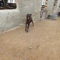 بز جوان دو دندان آبستن