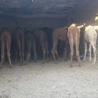 تعداد 10عدد جونگ نر آماده پرواز کرد|حیوانات مزرعه|جزنیک, |دیوار