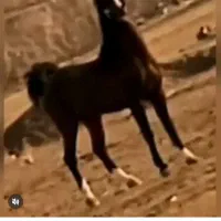 اسب خوش نشان سرودم گیر