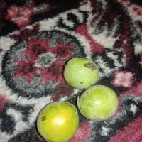 گردو|عمده‌فروشی|الشتر, |دیوار