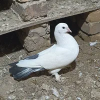 کبوتر|پرنده|آشخانه, |دیوار
