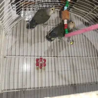 برزیلی نرو ماده آماده جوجه کشی