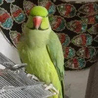 طوطی ملنگو نر سالم|پرنده|رشت, حومه رشت|دیوار