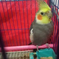 عروس هلندی نر سرحال و سالم سخنگو
