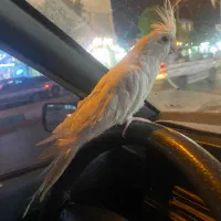 ماده البینو