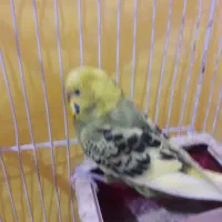 مرغ عشق|پرنده|فردیس, شهرک شهید حسینی|دیوار