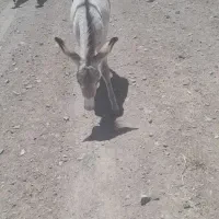کره نر  اخته