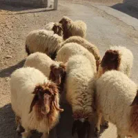 بره