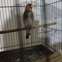 سهره کرمونی