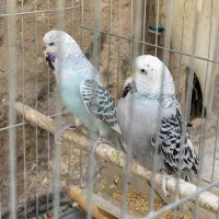 مرغ عشق انگلیسی به شرط