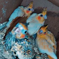 جوجه عروس هلندی لوتینو و گلباقالی شاه تخم