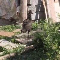 مرغ لاری