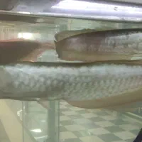 ماهی های تزئینی