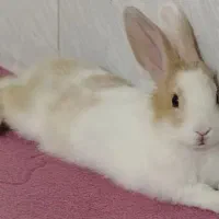 معاوضه خرگوش با جوجه