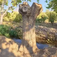 خریده چوبه قلمستان و همه جور چوبی|خدمات باغبانی و درختکاری|فرمهین, |دیوار