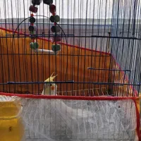 عروس هلندی|پرنده|زاهدان, |دیوار