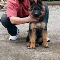 ژرمن شپرد شولاین|سگ|شریف‌آباد, |دیوار