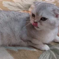 فروش گربه اسکاتیش و بریتیش بالغ|گربه|کرج, فاز ۴ مهرشهر|دیوار