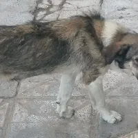پیدا شده