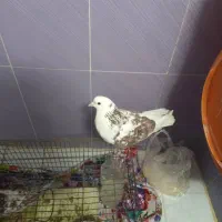 دوعدد کفتر پرشی|پرنده|تهران, هاشم‌آباد|دیوار