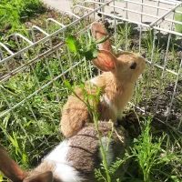 خرگوش بازیگوش وباهوش