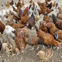 مرغ جوجه و نیمچه بوقلمون غاز
