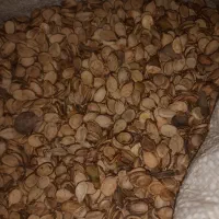 تخمه هندوانه آجیلی|حراج|آق قلا, |دیوار