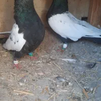 کبوتر|پرنده|پاکدشت, پاکدشت (مامازند)|دیوار