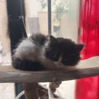 معاوضه باپامر ماده