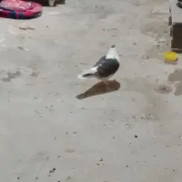 کفتر چپ پرشی و یه پاپر ساده