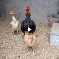 مرغ و خروس کوشامو