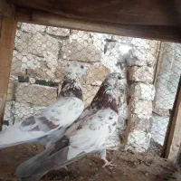 کبوتر پرشی|پرنده|کاشان, طاهرآباد|دیوار