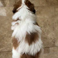 شیتزوسوپرفلت|سگ|رشت, گلسار|دیوار