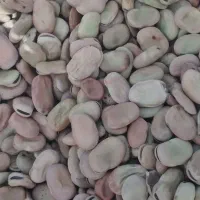 باقله خشک بذرهیستال پرثمر زودپز(عکسا همه دیده بشه)