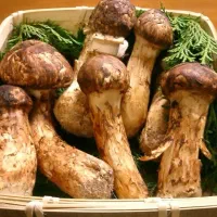 انواع قارچ کوهی و دارویی با قیمت مناسب