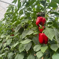 نیروی کار دائم جهت کار در گلخانه