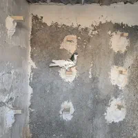کبوتر پلاکی وشهری|پرنده|شیراز, شهرک گلها|دیوار