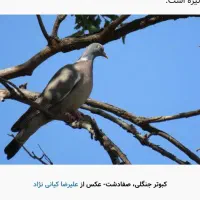 کبوتر، کفتر|پرنده|فولادشهر, B2|دیوار
