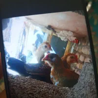 جوجه اوشامو|حیوانات مزرعه|یزد, |دیوار