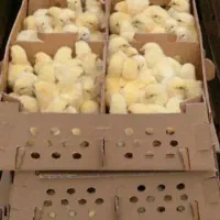 جوجه گوشتی راس 308 5روزه