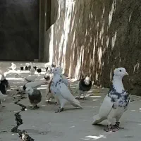 طوقی هفت رنگ