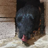 تخم مرغ نطفه دار|حیوانات مزرعه|مشگین شهر, |دیوار